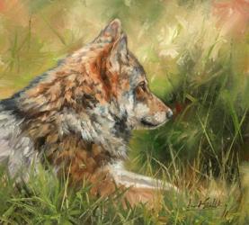Grey Wolf In Grass | Obraz na stenu