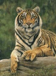 Bengal Tiger 2 | Obraz na stenu