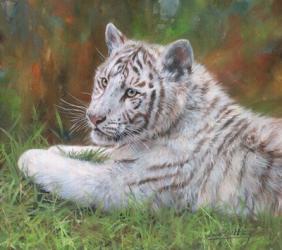 White Tiger Cub | Obraz na stenu