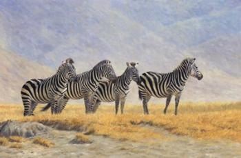 Zebras Ngorongoro Crater | Obraz na stenu