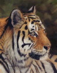 Tiger Portrait 7 | Obraz na stenu