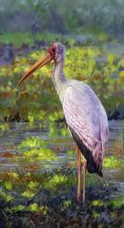 Yellow Billed Stork | Obraz na stenu