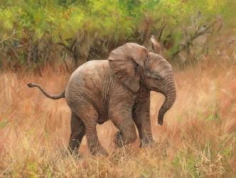 Baby African Elephant | Obraz na stenu
