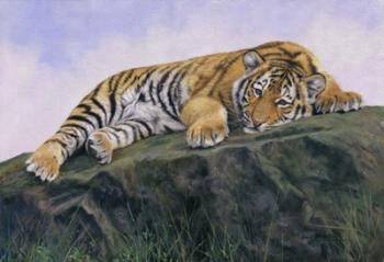 Young Tiger Rock | Obraz na stenu
