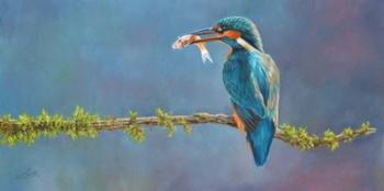 Kingfisher 3 | Obraz na stenu