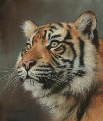 Young Sumatran Tiger Portrait | Obraz na stenu