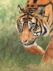 Tiger 8 | Obraz na stenu