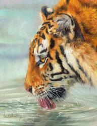 Tiger Drinking | Obraz na stenu