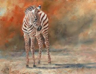 Zebra Foal Standing | Obraz na stenu
