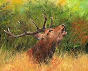 Red Deer In Field | Obraz na stenu