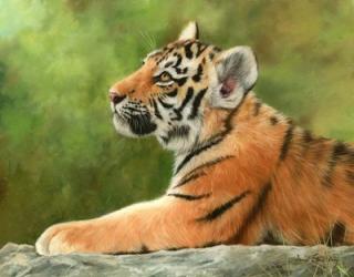 Tiger Cub Looking Up | Obraz na stenu