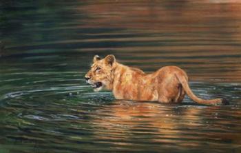 Lioness Water | Obraz na stenu
