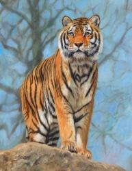 Tiger Dart | Obraz na stenu