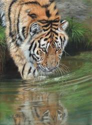 Tiger Cub Reflections | Obraz na stenu