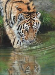 Tiger Cub Reflections | Obraz na stenu