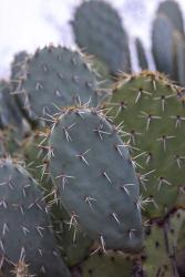 Arizona Cactus | Obraz na stenu