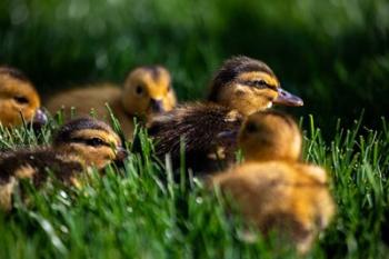 Ducklings | Obraz na stenu