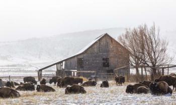 Colorado Barn | Obraz na stenu