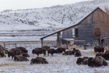 Colorado Buffalo | Obraz na stenu