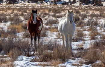 Horses | Obraz na stenu