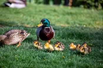 Family of Ducks | Obraz na stenu