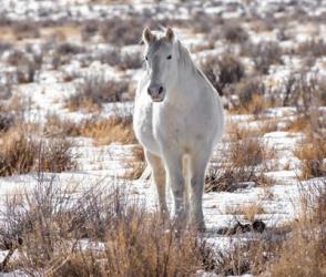 Horse in the Snow | Obraz na stenu