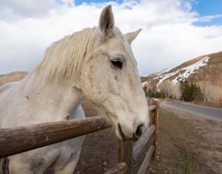 On the Ranch | Obraz na stenu