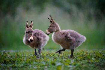 Donkey Ducklings | Obraz na stenu