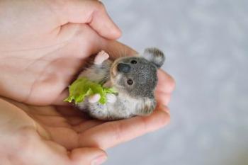 Baby Koala | Obraz na stenu