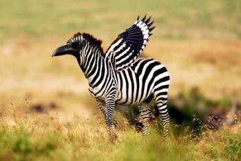 Zebra Zaaven | Obraz na stenu