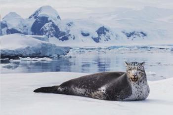 Leopard Seal | Obraz na stenu