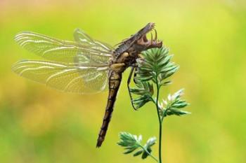 Dragonfly | Obraz na stenu