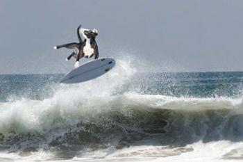 Cowpup Surfing | Obraz na stenu