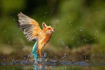 Kingfisher | Obraz na stenu