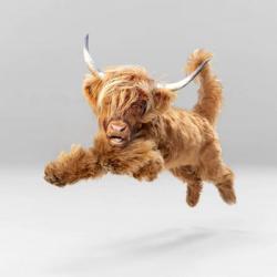 Highland Pup | Obraz na stenu