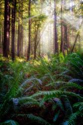 Oregon Redwoods | Obraz na stenu