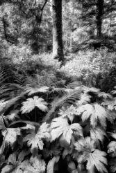 The Old Growth Forest | Obraz na stenu