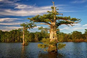 Atchafalaya Afternoon | Obraz na stenu