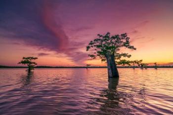 Atchafalaya Sunset | Obraz na stenu