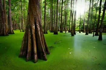 Cypresses on Chicot Lake | Obraz na stenu