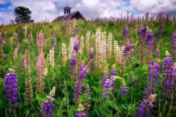 Spring Blooms in Maine | Obraz na stenu