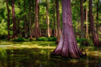Spring in the Bayou | Obraz na stenu