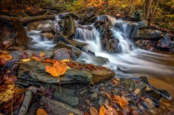 Fallen Leaf in Ricketts Glen | Obraz na stenu