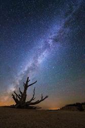 Bristlecone Milky Way Bryce | Obraz na stenu