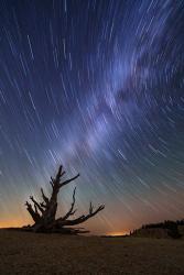 Star Trails behind old Bristlecone Pine | Obraz na stenu