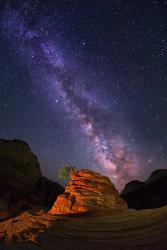 Zion's Struggling Little Tree with Milky Way | Obraz na stenu