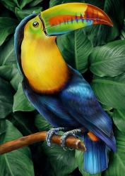 Toucan | Obraz na stenu