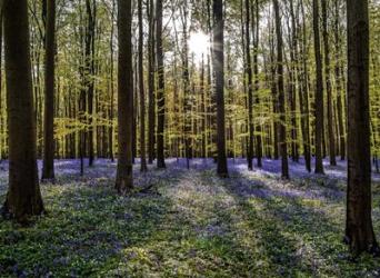 Fairytale Forest Sunlight | Obraz na stenu