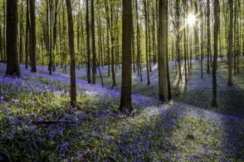 Fairytale Forest Sunlight 2 | Obraz na stenu