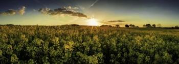 Rapeseed Field | Obraz na stenu